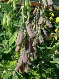 Image result for Crotalaria bernieri