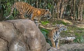 With valid id, travel agents, airline, and cruise line personnel and one accompanying guest will receive the 10% discount. San Diego Zoo Tickets Prices Discounts Animals And Shows To See