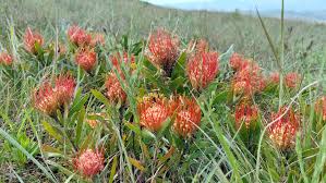Image result for Leucospermum saxosum