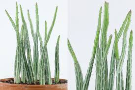 Image result for Kleinia