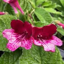 Image result for Streptocarpus erubescens