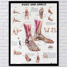 Details About Anatomy Of Foot And Ankle Poster Anatomical Chart Human Body Educational Decor