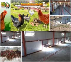 Gezen Tavuk Ciftligi Prefabrik Tavuk Kumesi Tavukculuk Tavuk Tavuk Kumesleri