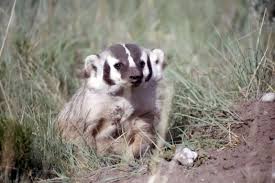 The american badger has most of the general characteristics common to badgers; American Badger Taxidea Taxus Natureworks