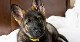 Puppies should only eat a puppy food formula, and should always be fed a puppy formula. German Shepherd Pdsa