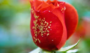 3 Anti Pucerons Efficaces Pour Eliminer Les Pucerons Naturellement Anti Puceron Naturel Pucerons Anti Puceron