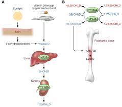 Jci The Good And The Bad Of Vitamin D Inactivation