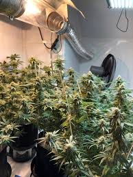Further to that, through the crop cycle we brew and water in our own aerobic tea blends. Pro Mix Hp Ph Dude Grows
