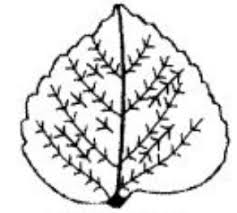 Flowers and their names with pictures my web value. Flowers Fruits And Seeds Class 6 Getting To Know Plants