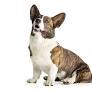 blue merle corgi from www.akc.org