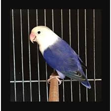 Kami adalah pusat grosir & eceran lovebird, perkutut lokal, dll.di. Love Bird Pastel Violet Shopee Indonesia