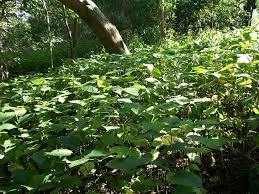 Image result for Heywoodia