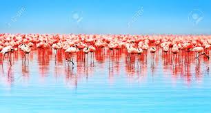 Der bis zu vier meter tiefe abflusslose see, einer der. Flamingo Vogel In Den See Nakuru Safari In Afrika Kenia Lizenzfreie Fotos Bilder Und Stock Fotografie Image 10325246