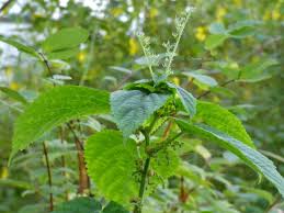 Image result for Laportea ovalifolia
