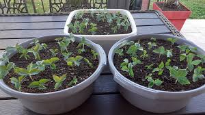 Image result for Arisaema mildbraedii