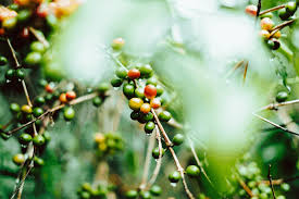 Coffee lovers in the usa appreciates this new on social networking and a few official so over that extended matter, how can lifeboost coffee taste? Lifeboost Coffee Review 2021 Organic Low Acid Coffee Beans