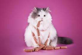 They have some sugars that can be harmful in larger quantities though. Can Cats Eat Hot Dogs What Do Experts Think