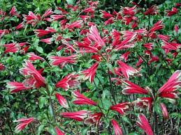 Alstroemeria Pulchella Parrot Lily World Of Flowering Plants Alstroemeria Plants Lily Bulbs