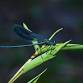 Cakes at the Lake: Dragon & Damselflies