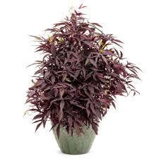 Image result for Ipomoea batatas pots