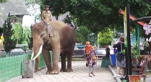 Museum Zoologi Picture Of Wildlife Cultural Park Kinantan Bukittinggi Tripadvisor