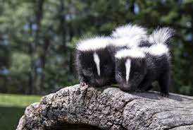 The Stink On Skunks Forest Preserve District Of Will County