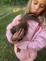 Will ducks always be scared of their owner?