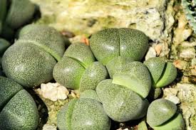 Check spelling or type a new query. Split Rock Succulent Plant Care Urbanorganicyield Com