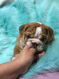 However, free bulldog dogs and puppies are a rarity as rescues usually english bulldog puppies for sale.bulldogs for adoption, bull terriers, french bulldogs, lilac tri bulldogs. Bulldog Puppy For Sale In Revere Ma Adn 72157 On Puppyfinder Com Gender Male Age 12 Weeks Bulldog Puppies For Sale English Bulldog Puppies Bulldog Puppies
