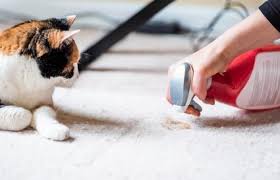 Vinegar cat repellent works both indoors and out to keep unwanted kitties away. Apple Cider Vinegar For Your Cat S Health Lovetoknow