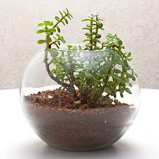 Air cleaning plants, low maintenance plants, hard to kill, easy care plants, desk plants, 30 day guarantee, free shipping, great for offices, indoor plants, inexpensive plants, office plants. Office Plants Desktop Plants Plants For Office Desk Online Ferns N Petals