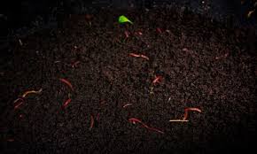 We'll detail the benefits of worm castings to your plants and soil and cover how to make, harvest, and apply worm castings. Worm Castings Powerhouse Poop From Wiggly Worms Epic Gardening