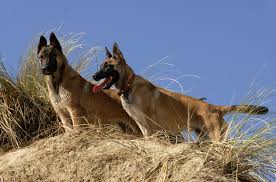 They are a relatively new hybrid mix of dogs, and they are also known as the malinois x or a shepinois. Belgian Malinois Australian Dog Lover