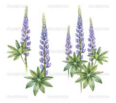 Updated on january 5, 2020. Dikie Cvety Lyupina Lupine Flowers Flower Drawing Tutorials Flower Drawing