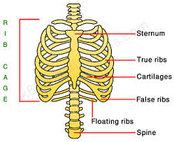 Is the smallest bone in the ear the malleus? Human Skeletal System Human Body Facts Skeleton Bones Facts