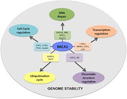 Image result for BRCA1