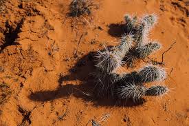 If you are a cactus mouse and you would like to avoid going for a nice long nap then you had better be on the lookout for scrumptious snacks such get more animal fun on facebook. Thorns Cactus Plant Desert Land Nature Sunny Animal Themes Animal Animal Wildlife Pxfuel