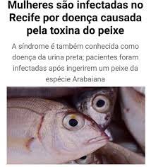 Duas mulheres adoeceram após comerem o peixe arabaiana, espécie conhecida também como olho de boi. Rqgygtcbvtyynm