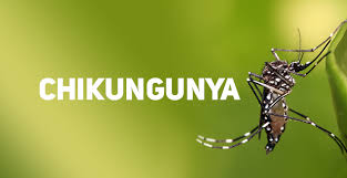 CHIKUNGUNYA - DIVE