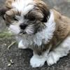 They can compete in agility, confirmation and obedience, often make wonderful therapy dogs, make the perfect companion or lap dog, very friendly and get along well with other dogs as well as small children.they. 1