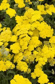 Fernleaf Yarrow Flower Uses Best Flower Wallpaper