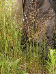 Image result for Agrostis