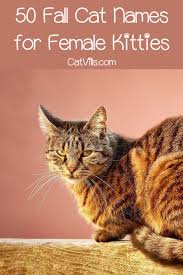 Hey, it was good enough for abraham linculn! 100 Fantastic Fall Cat Names For Male Female Kittens Fall Cats Cat Names Grey Cat Names