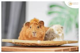 Everything you wanted to know about the fascinating abyssinian guinea pig, and more. Guinea Pig Malaysia Home Facebook