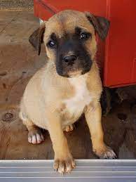 Adopt Mcgee On Petfinder Cute Dogs And Puppies Dog Adoption Cute Dogs