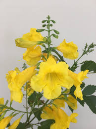 Image result for Tecoma stans