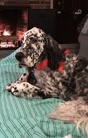 Black And White English Setter Dog Pin By Diane Behn On Dogs English Setter Dogs English Setter Red And White Setter