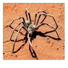 Yes there are camel spiders in all greece. World S Largest Spiders Part 1 Steemit