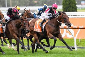 Yes Baby Yes Thoroughbred Horse Profile Next Race Form Stats News Breeding Racing And Sports