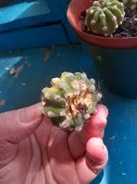 Because i do not know when to water to water the pups :( mlm2167 3 months ago. My Echinopsis Subdenudata Pups Are Finally Pushing Out Roots I Usually Leave Them On The Parent Plant But These Pups Were Almost The Same Size As The Parent Plant And Growing On